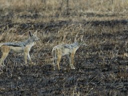 Western_Corridor_(Kirawira)2003-097